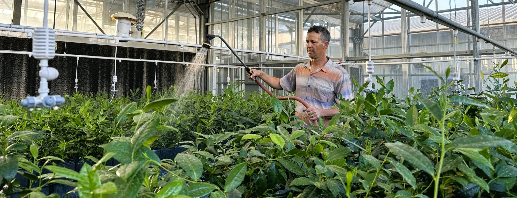 Kearney REC employee Ryan Puckett uses a wand to water tea plants in a greenhouse