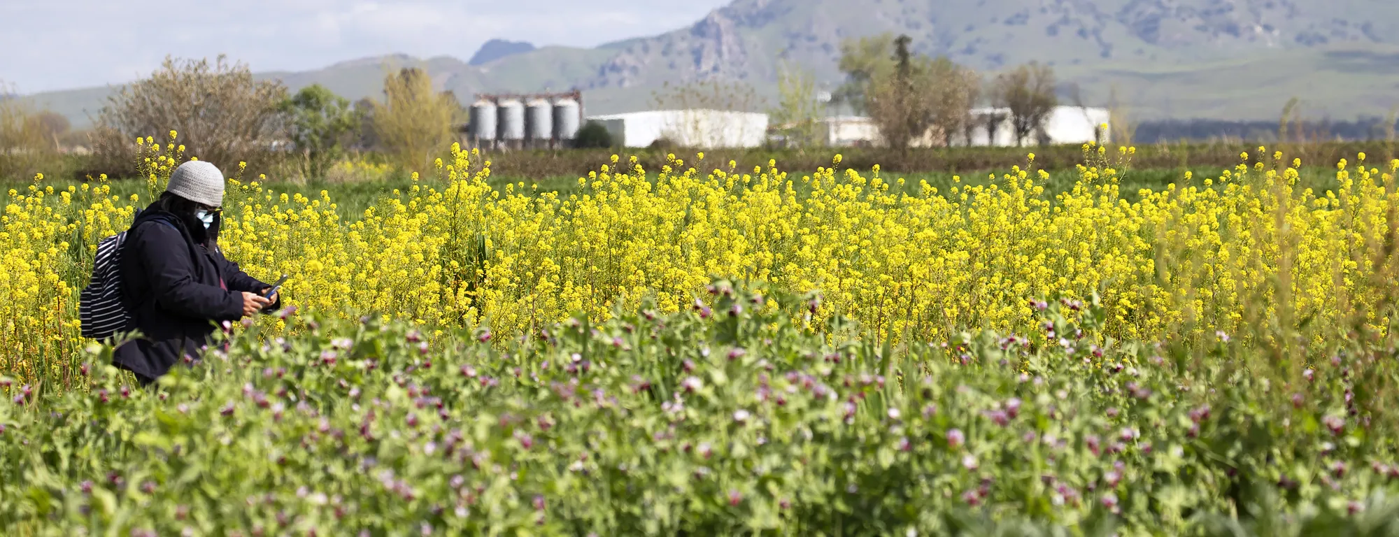 A person crouches on the left side of the field taking photos of the yellow wild mustard cover crop