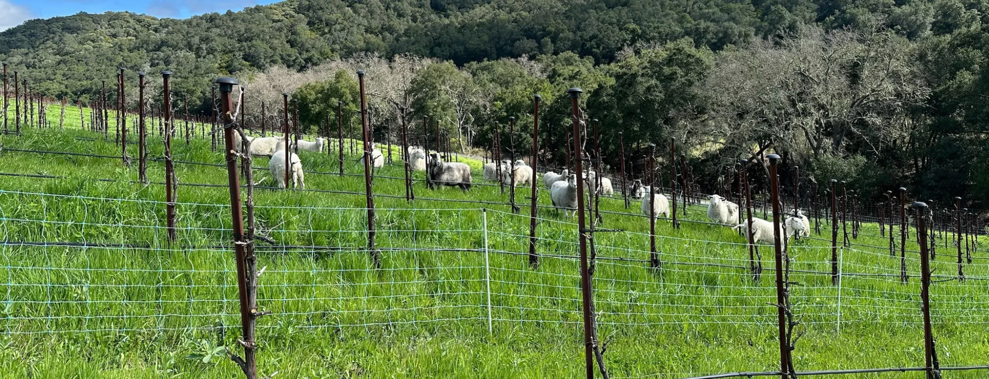 A vineyard with sheep grazing