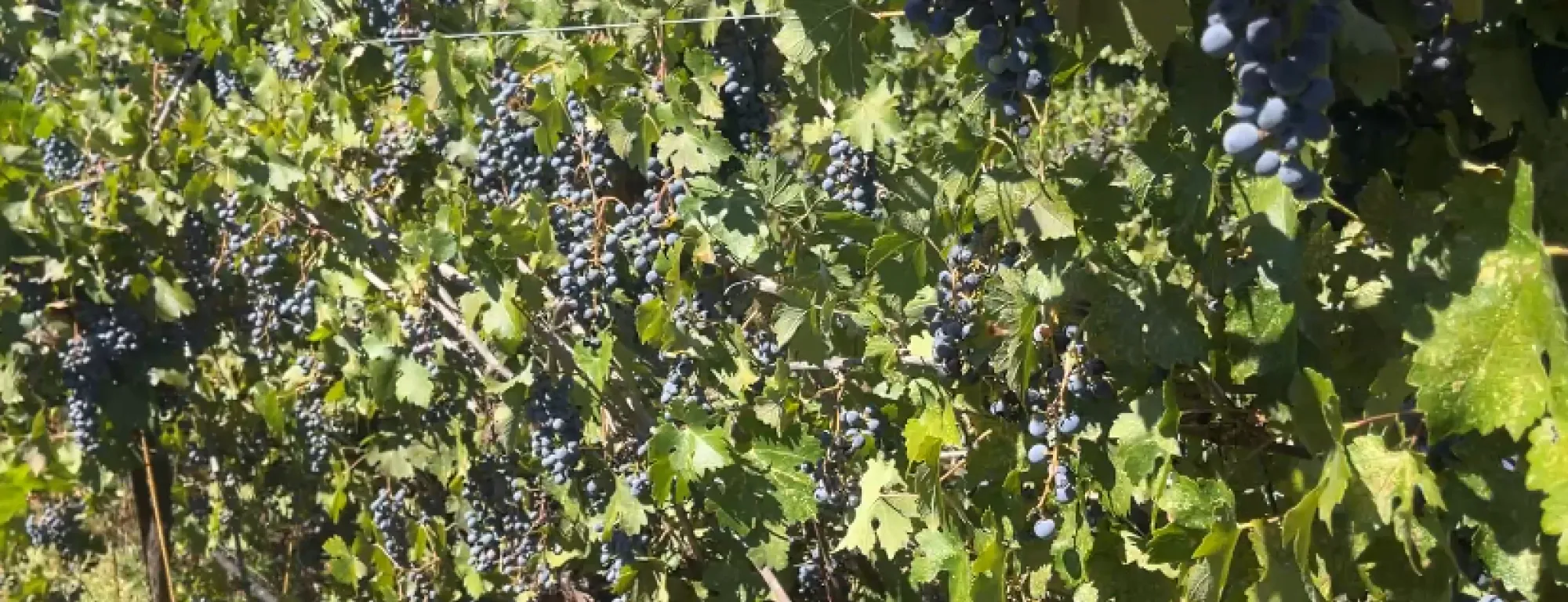 Many clusters and grapes on a vine in an unpruned, mothballed vineyard