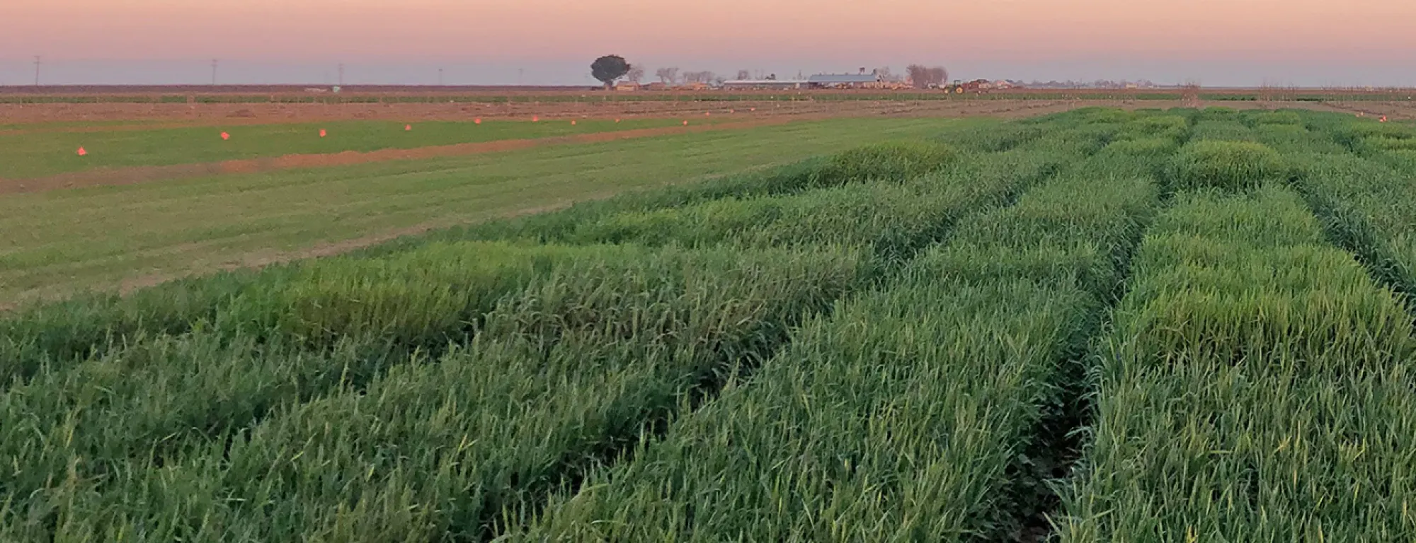 Warm colors of the horizon sky above green fields of winter grain crops
