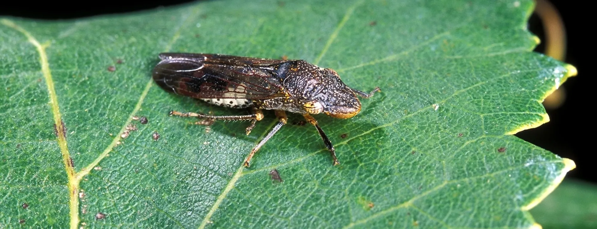 A reddish brown insect sitting on a green leaf. The lower abdomen has white speckling and the eyes are large and yellowish.