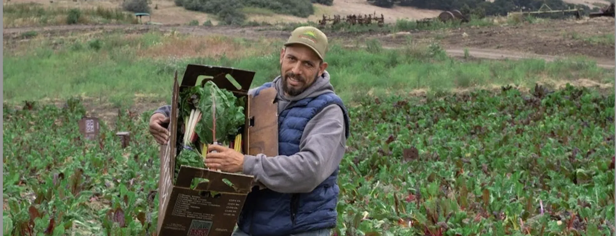 A man carries a box of leafy greens from the field