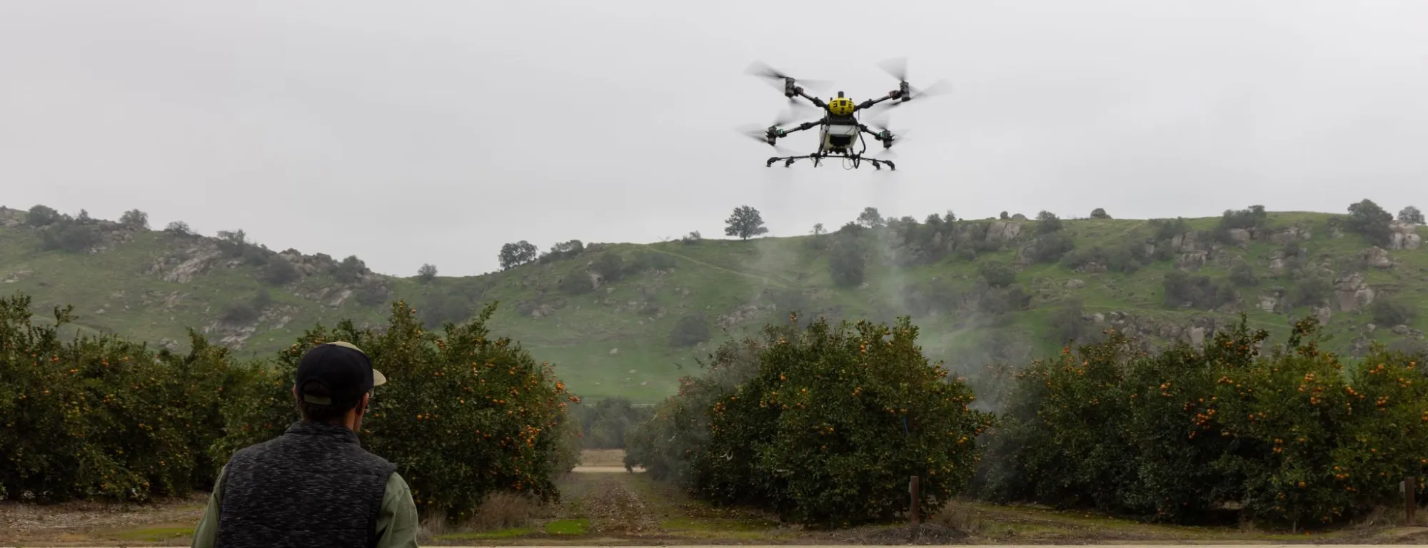 Person flies a drone over citrus grove at Lindcove REC
