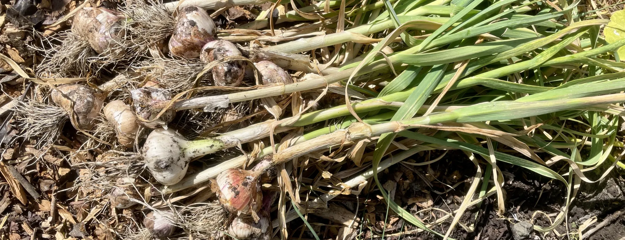 A healthy bunch of garlic pulled and set on the soil in a garden.