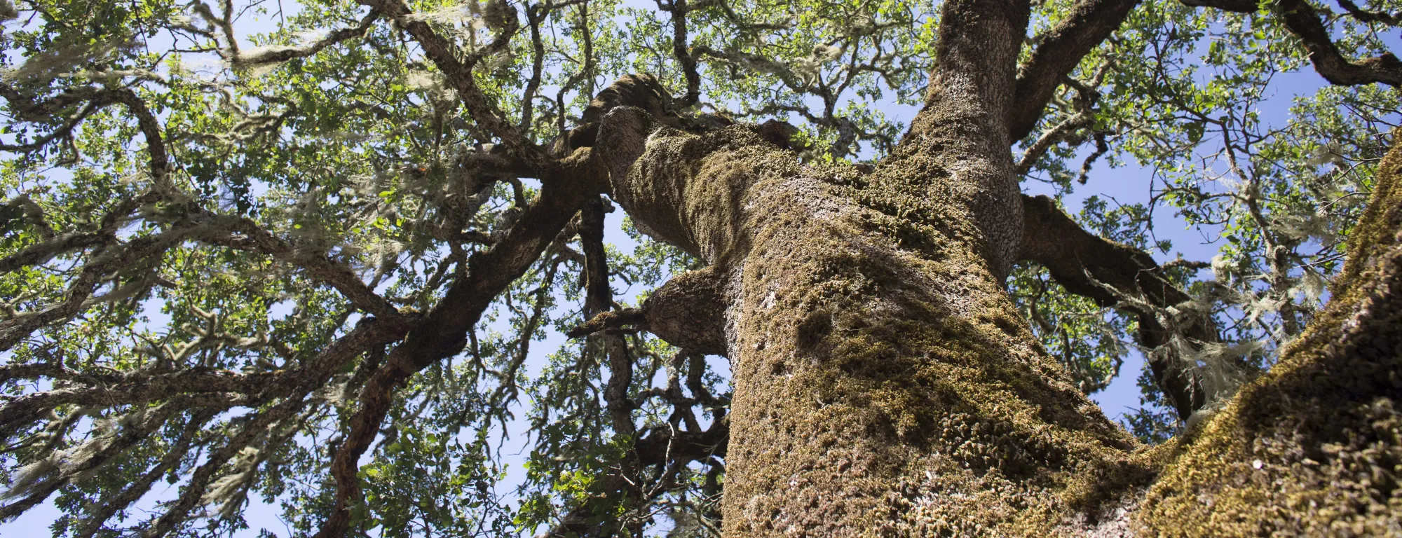 View looking up into canopy of oak tree at Hopland REC