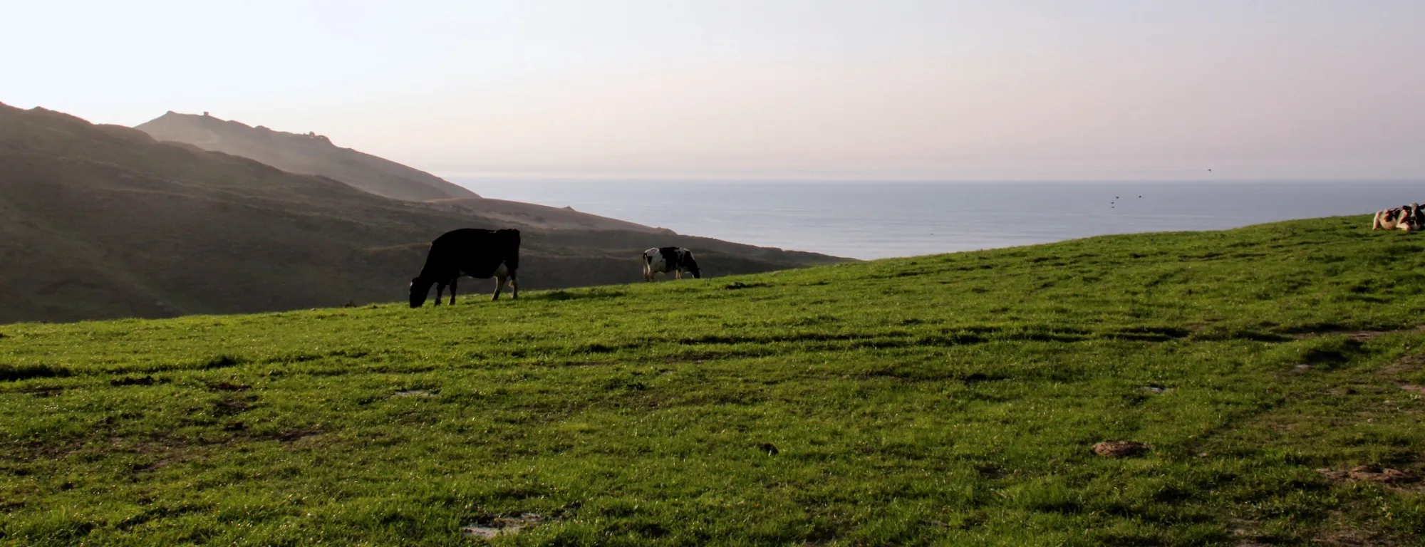 Cattle graze on a hillside overlooking the ocean