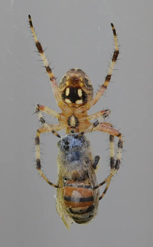 A spider in the Shields Library parking lot feasts on an El Cerrito bee. (Photo by Kathy Keatley Garvey)