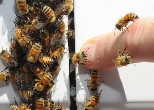 Bees swarm in and out of the door frame. (Photo by Kathy Keatley Garvey)