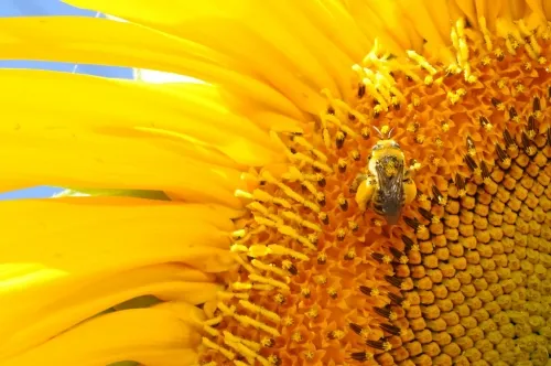 Svastra obliqua expurgata (Cockerell). (Photo by Kathy Keatley Garvey)