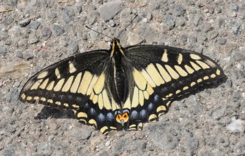 We found this dazzling butterfly last weekend in the Berkeley marina parking lot. (Photo by Kathy Keatley Garvey)