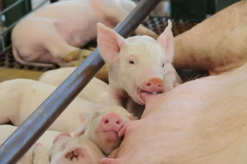Piglets shown by the UC Davis School of Veterinary Medicine are a key attraction at the California State Fair, but bees are drawing a lot of attention, too. (Photo by Kathy Keatley Garvey)