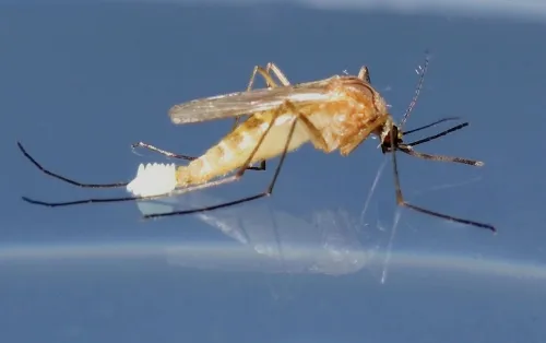 Culex quinquefasciatus mosquito laying eggs. (Photo by Samuel Woo, UC Davis)