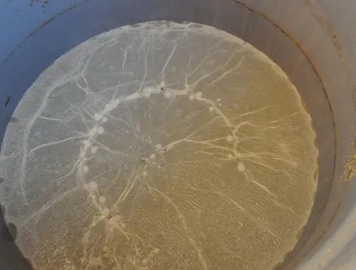 This container of "smelly" water is being used by UC Davis entomology graduate student Tara Thiemann for her gravid mosquito traps. Gravid traps attract blood-fed mosquitoes ready to lay their eggs. (Photo by Kathy Keatley Garvey)