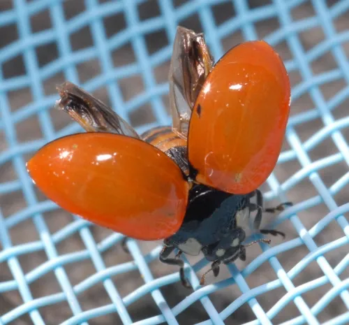 A California lady beetle, aka ladybug, spreads her wings to dry after a near-drowning in a swimming pool. The lady beetle is a beneficial insect. (Photo by Kathy Keatley Garvey)