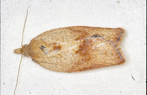 Light brown apple moth, female. (Photo courtesy of David Williams, principal scientist, Perennial Horticulture, Department of Primary Industries, Victoria, Australia.)