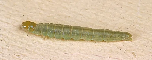 Larva of the light brown apple moth (Photo courtesy of David Williams, principal scientist, Perennial Horticulture, Department of Primary Industries, Victoria, Australia.)