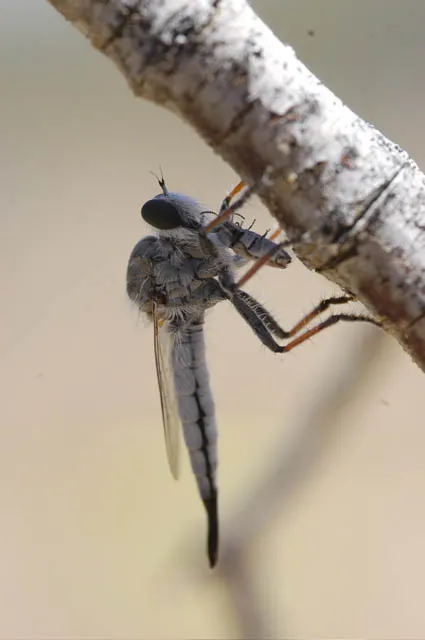 This is a robber fly with a buprestid beetle on a creosote bush branch in the Algodones Dunes. Fran Keller took this photo and "suffered multiple spines from prickly flowers and sand temperatures of 130 degrees, but it was worth it."