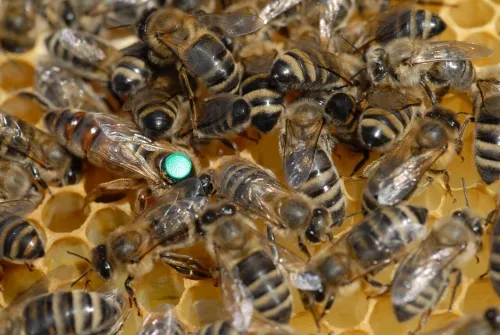 Where's the queen bee? She's easy to spot. She's the one with the dot. These bees are part of a colony being reared by Kim Fondrk of UC Davis. (Photo by Kathy Keatley Garvey)