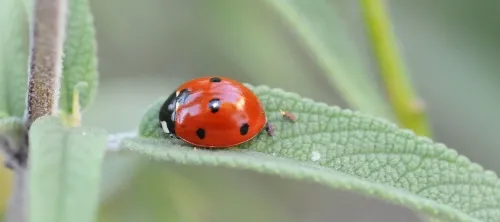 A ladybug crawls along the leaf of a Russian sage. (Photo by Kathy Keatley Garvey)