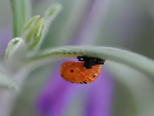 A ladybug pupa on Russian sage. (Photo by Kathy Keatley Garvey)