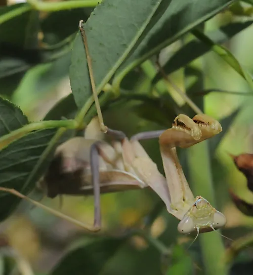 The praying mantis, camouflaged, lies in wait. Hmmm, is that camera edible?(Photo by Kathy Keatley Garvey)