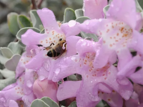 Let's go sideways. A honey bee relishes the cenizo in the Storer Gardens, UC Davis Arboretum. (Photo by Kathy Keatley Garvey)