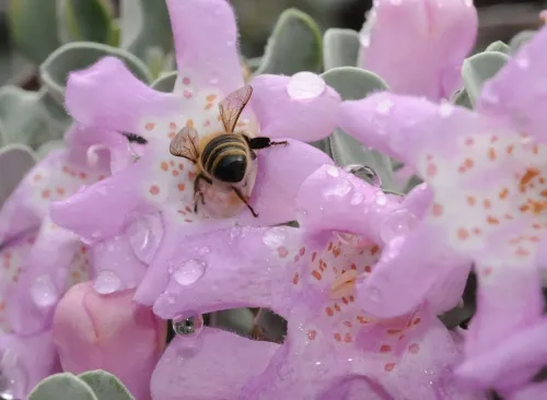 Whoopsie, daisy! Er, whoopsie, cenizo! It's bottoms up for this honey bee. (Photo by Kathy Keatley Garvey)