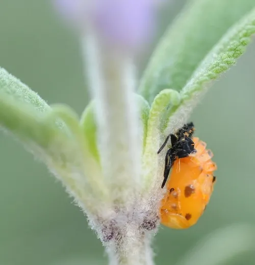 An immature ladybug on sage. (Photo by Kathy Keatley Garvey)