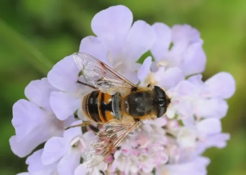 This drone fly, a female, is an Eristalis tenax from the Syrphidae family. It's sometimes called the "H Fly" for the pattern on its abdomen. (Photo by Kathy Keatley Garvey)