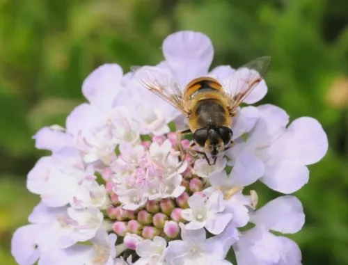 The eyes of the drone fly (above) resemble that of a drone male honey bee. (Photo by Kathy Keatley Garvey)