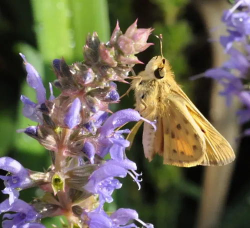 A male Fiery Skipper (Hylephila phyleus) nectars a purple sage. (Photo by Kathy Keatley Garvey)