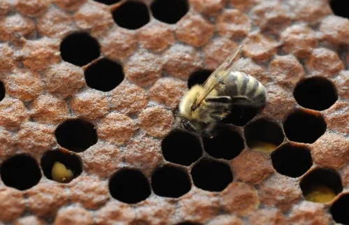 NEWLY EMERGED--A newborn bee struggles to right herself. Note the swath of yellow hair on her thorax. As she ages, the thorax will be smooth and mostly devoid of hair. (Photo by Kathy Keatley Garvey)