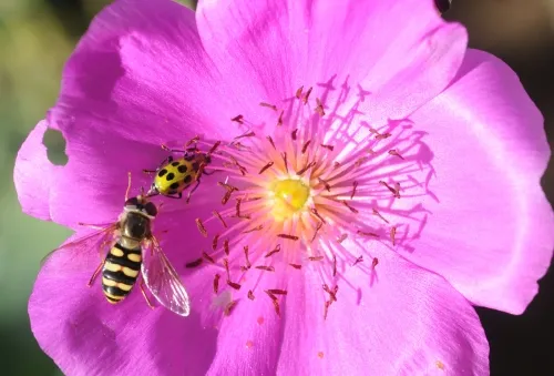 THE MEETING--A hover fly (left) encounters a spotted cucumber beetle on a rock purslane. (Photo by Kathy Keatley Garvey)