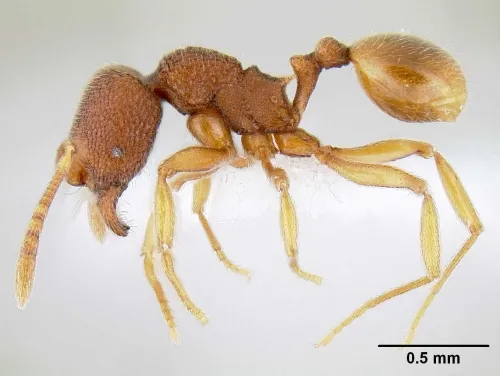 AUTO-MONTAGE--UC Davis doctoral candidate Michael Branstetter created this profile picture of an undescribed species of Stenamma. (Courtesy of Michael Branstetter)