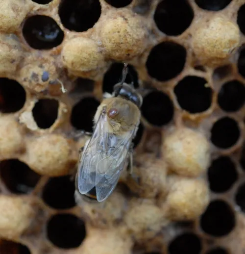 A varroa mite (see reddish-brown spot on bee's thorax) at the Harry H. Laidlaw Jr. Honey Bee Research Facility, UC Davis. Varroa mites are native to Asia. (Photo by Kathy Keatley Garvey)