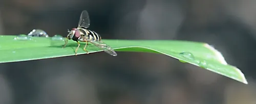 RAIN DROPS KEEP FALLING--A hover fly, about the size of a rain drop, lands on a leaf as rain lands on the insect. (Photo by Kathy Keatley Garvey)
