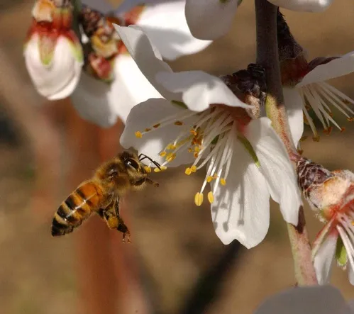 BEE-LINE TO AN ALMOND BLOSSOM--A pollen-packed honey bee heads toward an almond blossom. It takes two hives per acre to pollinate California's 700,000 acres of almonds. (Photo by Kathy Keatley Garvey)