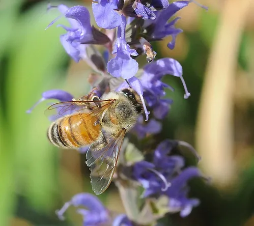 HAVEN FOR HONEY BEES--A honey bee gathers nectar from salvia (sage). Sage is sure to be one of the featured plants in bee friendly garden at the Harry H. Laidlaw Jr. Honey Bee Research Facility. (Photo by Kathy Keatley Garvey)