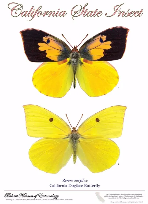 POSTER CHILD--This poster, designed by UC Davis entomology doctoral candidate Fran Keller with photographs by Greg Kareofelas of Davis, shows the California state insect, the dogface butterfly. The male (top) is known as "the flying pansy." The female (bottom) is mostly yellow. The poster received praise from Gov. Arnold Schwarzenegger in April. Now it's received more acclaim. (See story above).