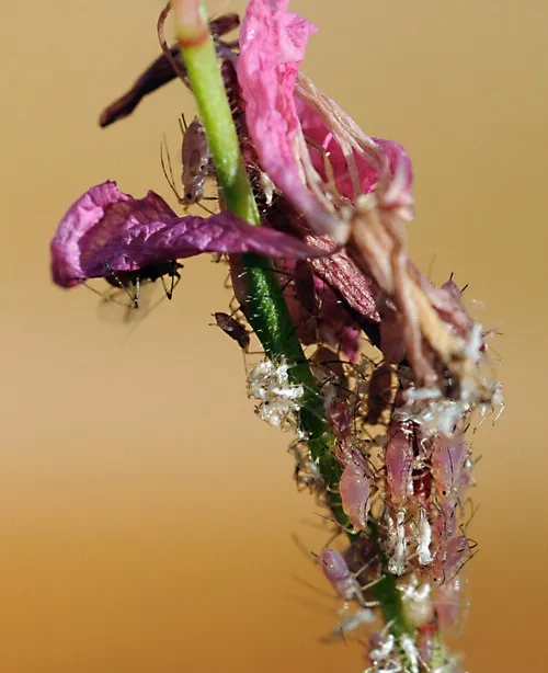 THE APHIDS--Aphids are crop pests. Their reproductive capabilities are immense. (Photo by Kathy Keatley Garvey)