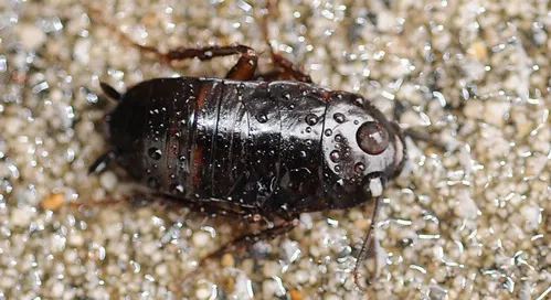 THE COCKROACH--The cockroach, whether rain-drenched or not, is not one of the public's favorite insects. (Photo by Kathy Keatley Garvey)