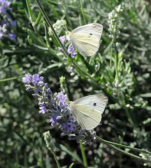 DOUBLE VISION?--Keep your eyes open for a cabbage white butterfly in California's Central Valley (Sacramento, Solano or Yolo counties). UC Davis professor Arthur Shapiro will trade a pitcher of beer for the first cabbage white of 2009. This photo was taken Sept. 7, 2008. (Photo by Kathy Keatley Garvey)
