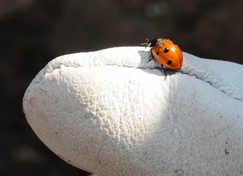 LADYBUG--You should treat the ladybug with kid gloves; it's a beneficial insect. Here a ladybug, aka lady beetle, crawls on a gardener's glove. (Photo by Kathy Keatley Garvey)