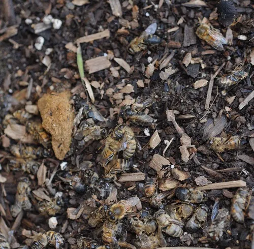 DEAD BEES--Drones are pushed out of the hive, cold and hungry, as the honey-gathering season ends and the weather turns colder. Some of these bees are drones (males) and some are worker bees (infertile females). This photo was taken Dec. 20, 2008. (Photo by Kathy Keatley Garvey)