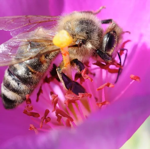CLOSE-UP OF BEE--A honey bee gathers nectar on rock purslane. (Photo by Kathy Keatley Garvey)