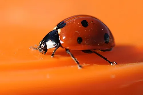 ON THE MOVE--The ladybug, her legs a blur, heads out. (Photo by Kathy Keatley Garvey)
