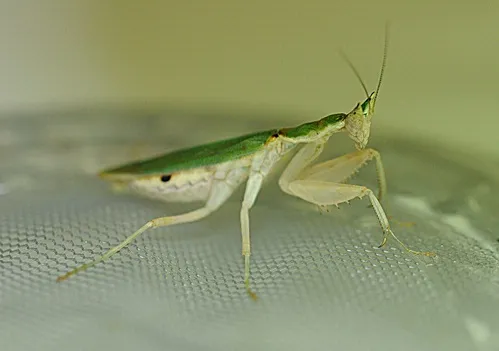 TINY PREDATOR--This juvenile Gambian spotted-eyed flower mantis, less than an inch long, is one of the live specimens at the Bohart Museum of Entomology. (Photo by Kathy Keatley Garvey)
