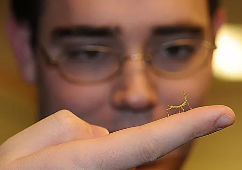 FLOWER MANTIS ON FINGER--This Gambian spotted-eye flower mantis finds a walking path on Brian Turner's finger at the Bohart Museum of Entomology. Turner serves as the public outreach coordinator. (Photo by Kathy Keatley Garvey)