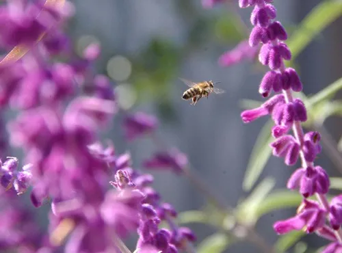 FLIGHT OF THE HONEY BEE--A pollen-packing honey bee buzzes through salvia (sage). In some cities, beekeeping is prohibited.(Photo by Kathy Keatley Garvey)